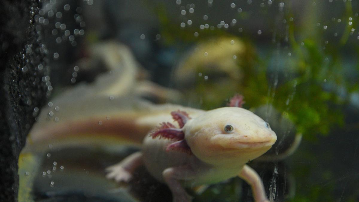 <![CDATA[Niña encuentra un ajolote mexicano bajo un puente en Reino Unido; llegó de manera misteriosa]]>