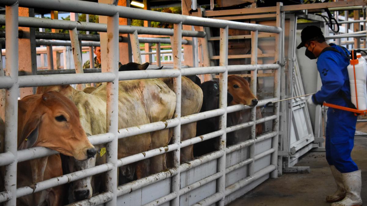 Se enciende la alerta! Detectan primer caso de gusano barrenador en Tamaulipas