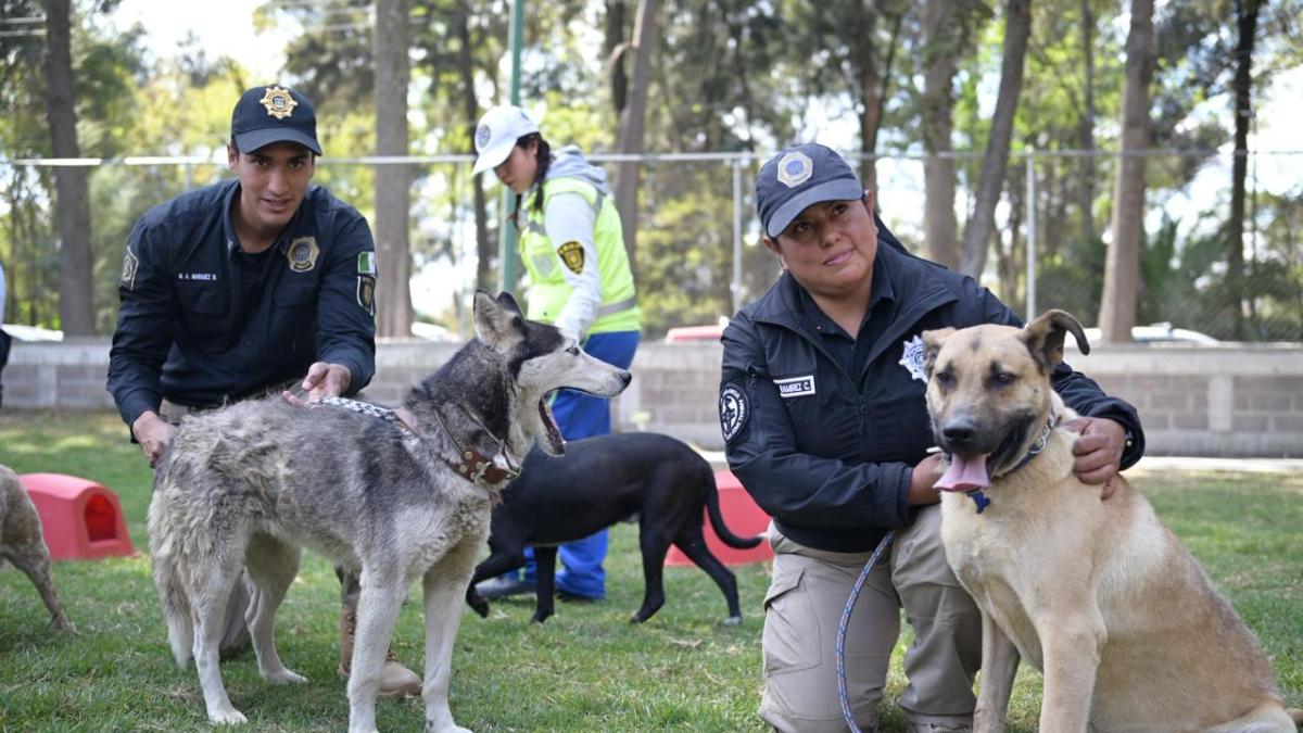 <![CDATA[Perros franciscanos no regresarán “por el momento” al refugio]]>