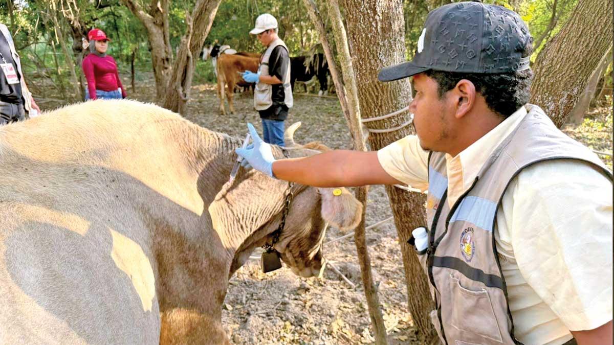 <![CDATA[Miasis en humanos por gusano barrenador supera los 200 casos]]>