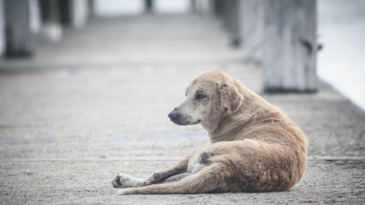 <![CDATA[Crueldad animal: sujetos obligan a perrito a beber cerveza]]>