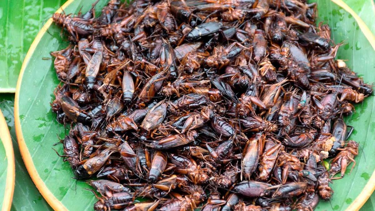 <![CDATA[Proteína hecha con polvo de grillos gana Premio Verde]]>