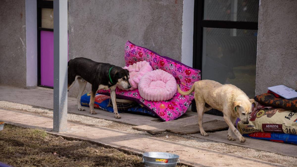 <![CDATA[Aumenta a 34 el número de perros fallecidos del Refugio Franciscano]]>
