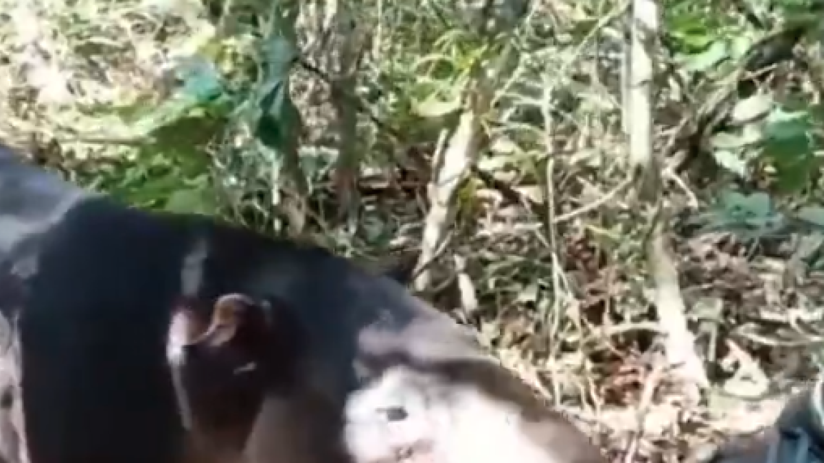 <![CDATA[Tapir en Calakmul, octavo caso de vida silvestre con Gusano Barrenador]]>