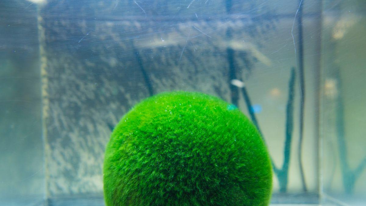 <![CDATA[¿Se te secan las plantas? El marimo puede vivir más de un siglo con cuidados mínimos]]>