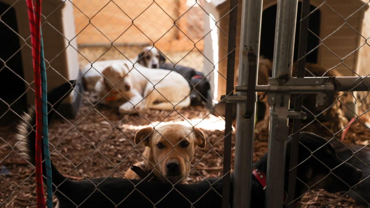 <![CDATA[Alerta sanitaria en Hidalgo por brote de gusano barrenador en perros]]>