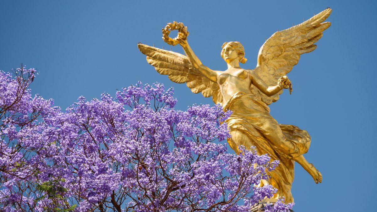 <![CDATA[Historia de las jacarandas en la CDMX, así llegaron a pintar las calles de violeta]]>