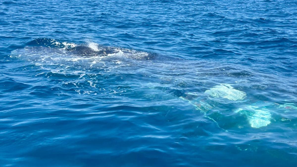 <![CDATA[Tras varias horas de maniobras, desenmallan a ballenas jorobadas en BCS | VIDEO]]>