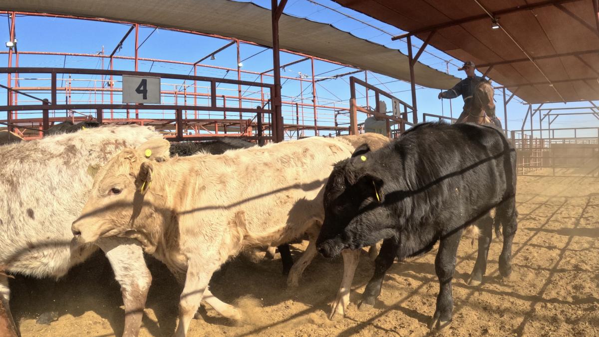 <![CDATA[Gusano Barrenador: Ganaderos confían en reapertura de frontera ante dichos de titular de Agricultura de EU]]>