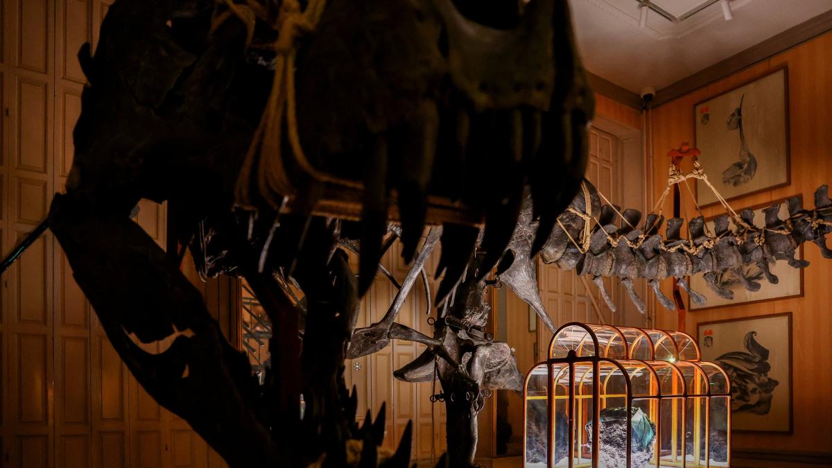 <![CDATA[“Cuero de T. rex”: científicos crean bolso de lujo con colágeno de dinosaurio]]>