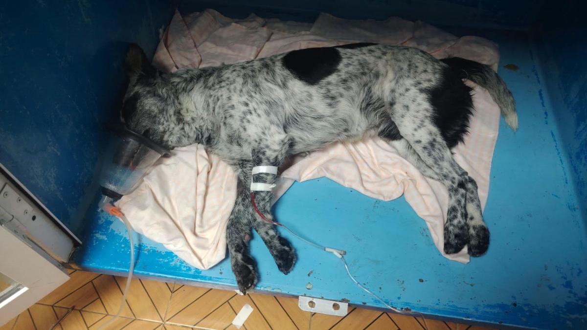 <![CDATA[Reportan envenenamiento masivo de perros en Hidalgo]]>