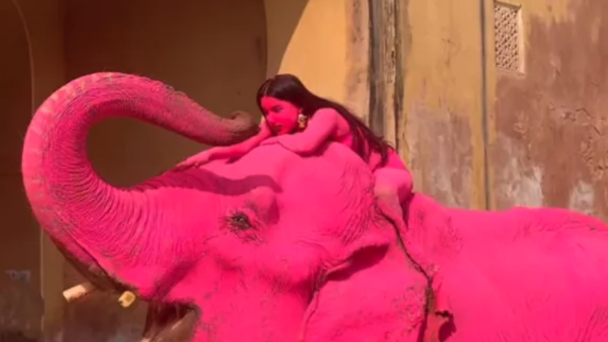<![CDATA[Muerte de elefante pintado de rosa en sesión fotográfica desata indignación y protesta en India]]>