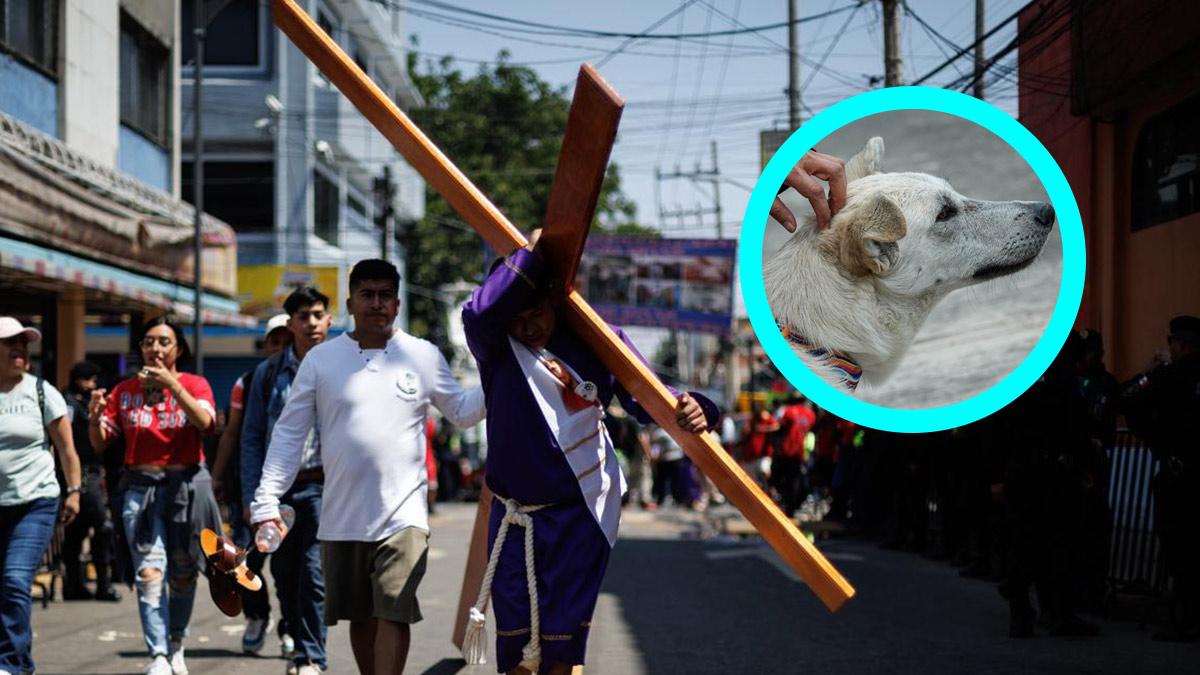 <![CDATA[Instalan punto de hidratación para perritos en recorrido de Viacrucis Iztapalapa, CDMX]]>