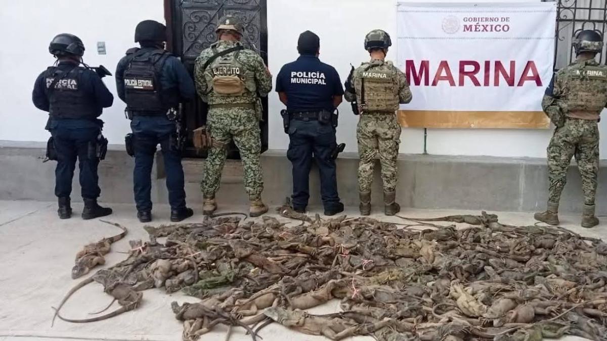 <![CDATA[Rescatan con vida a 161 iguanas verdes en terminal de autobuses de Oaxaca]]>