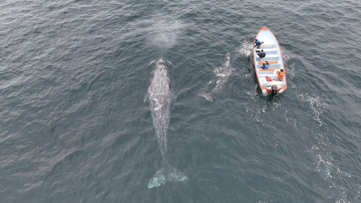 <![CDATA[De paraíso a cementerio: La ballena gris muere por hambre y calor en México]]>