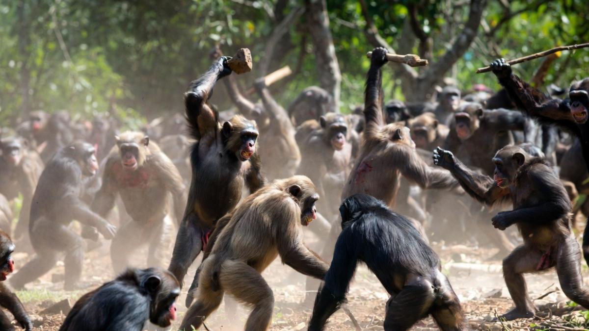 <![CDATA[La primera “Guerra civil” entre chimpancés es registrada; planeaban y coordinaban ataques]]>
