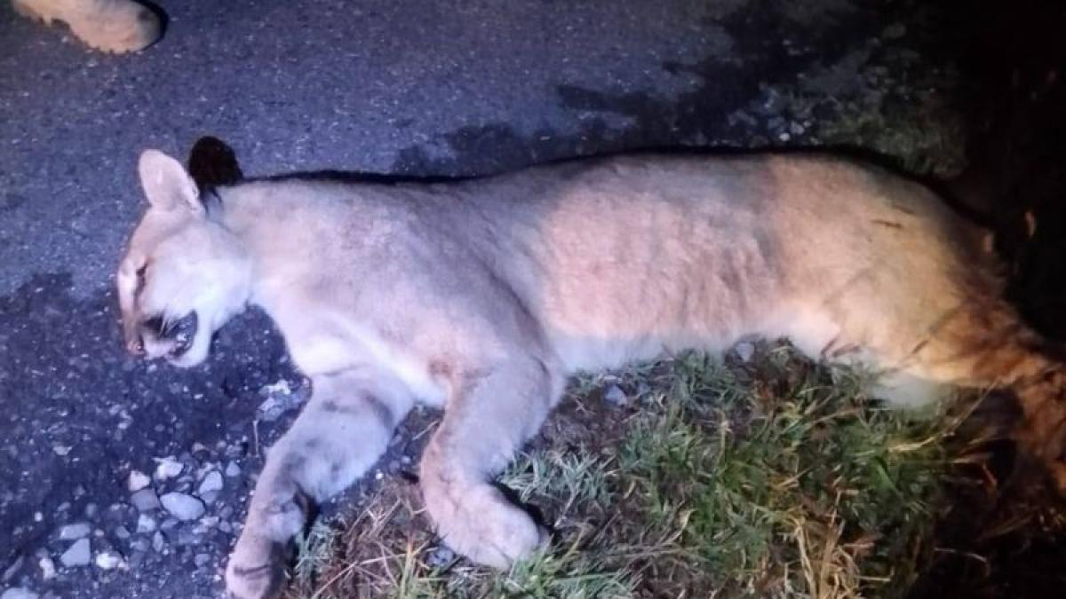 <![CDATA[Se reporta segundo caso de puma atropellado en carretera Saltillo-Monclova]]>