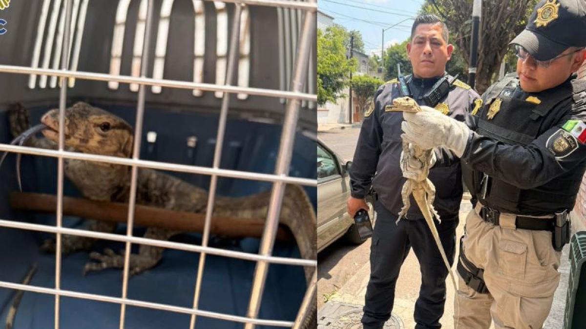<![CDATA[Policías rescatan a lagarto varano que paseaba en calles de Benito Juárez]]>