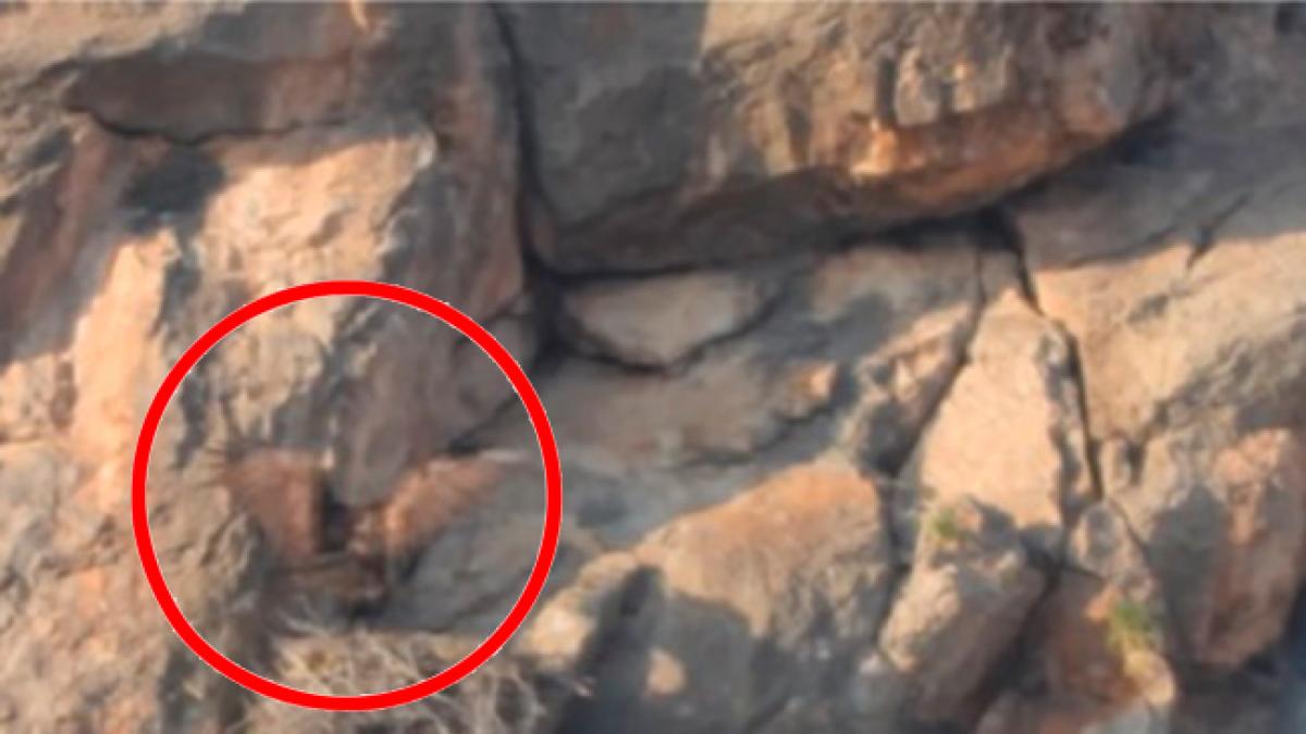 <![CDATA[¡Hallazgo! Captan en VIDEO nido de águila real en Coahuila]]>