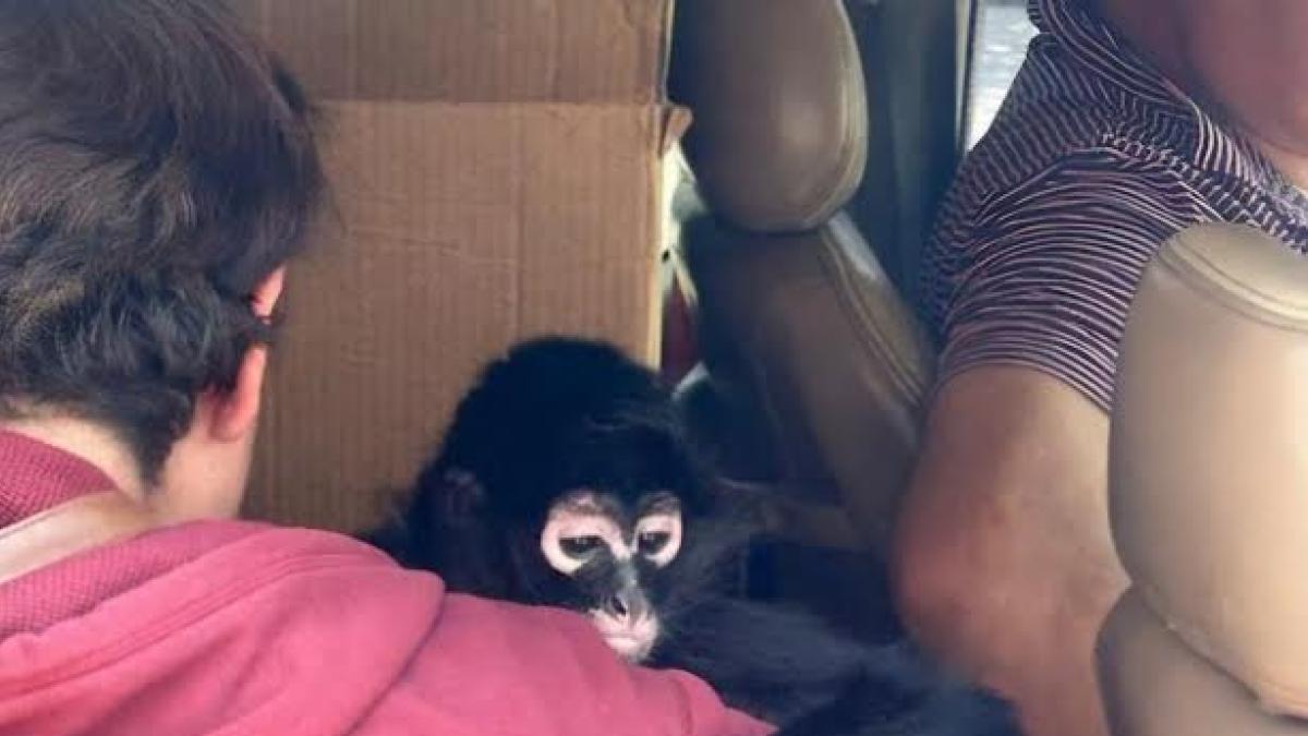 <![CDATA[Rescatan a mono araña en Hidalgo y detienen a dos personas]]>