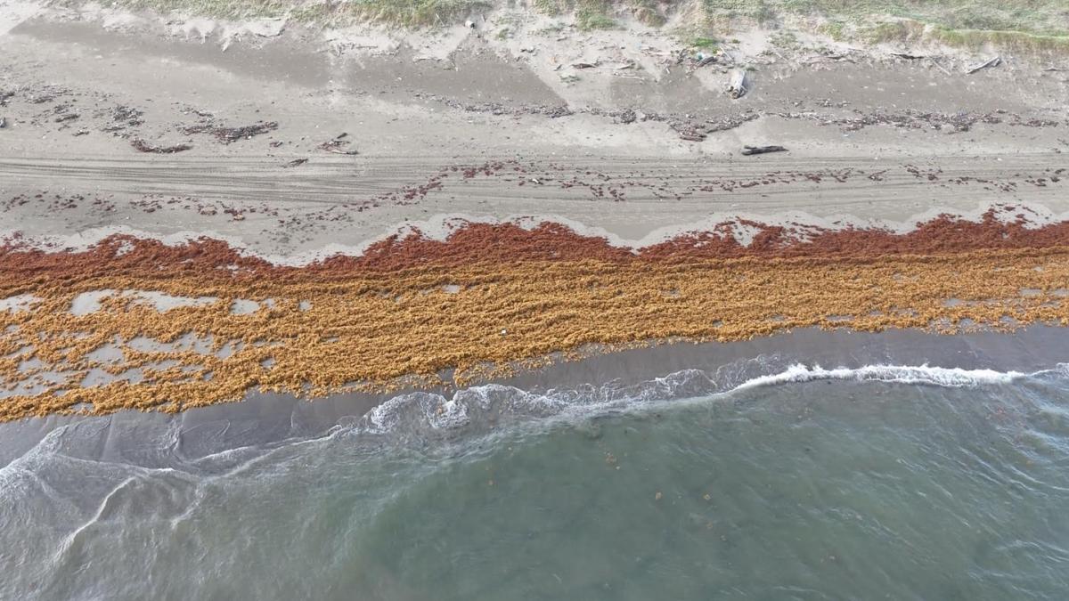 <![CDATA[Alerta ambiental en Veracruz: sargazo y crudo impactan la zona costera]]>