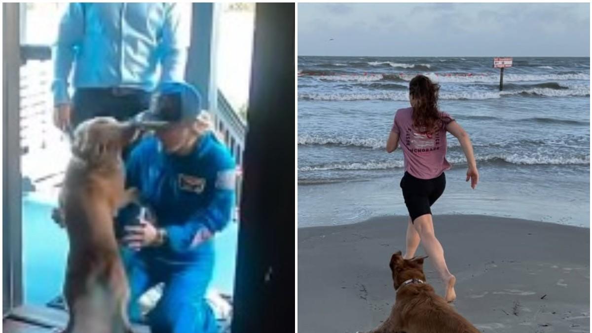 <![CDATA[VIDEO: Astronauta Christina Koch comparte reencuentro con su perro tras Artemis II]]>