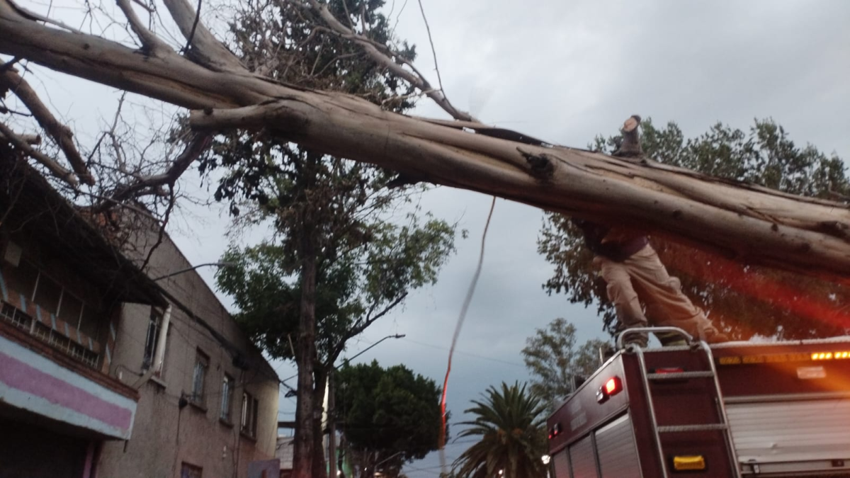 <![CDATA[Lluvia con tormenta eléctrica provoca encharcamientos y caída de árboles en la CDMX]]>