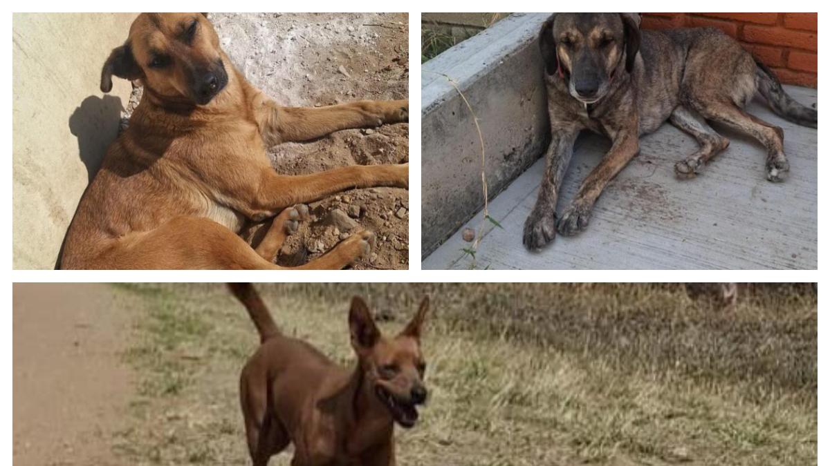 <![CDATA[Fiscalía protege a perros del Tec de Oaxaca; directivos bajo la lupa por amenaza de envenenamiento]]>