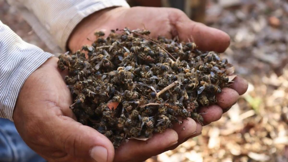 <![CDATA[Derrame en el Golfo amenaza cultivos y abejas por 