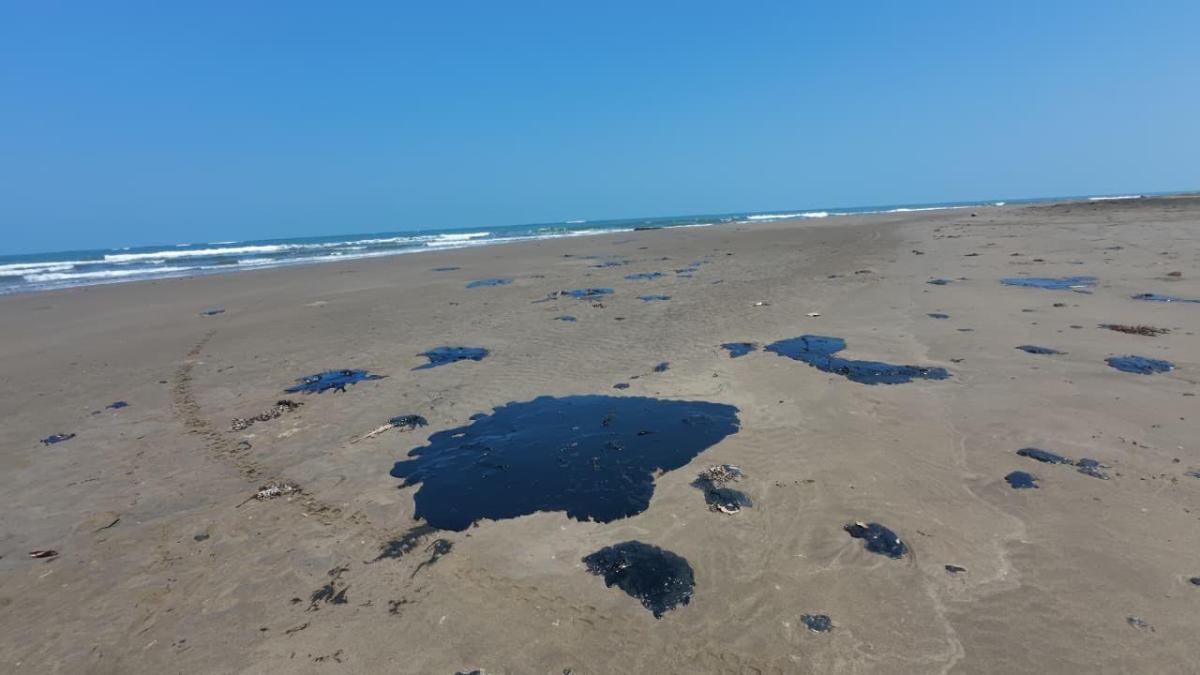 <![CDATA[Entregan diputados iniciativa para restituir el Fondo Ambiental Veracruzano]]>