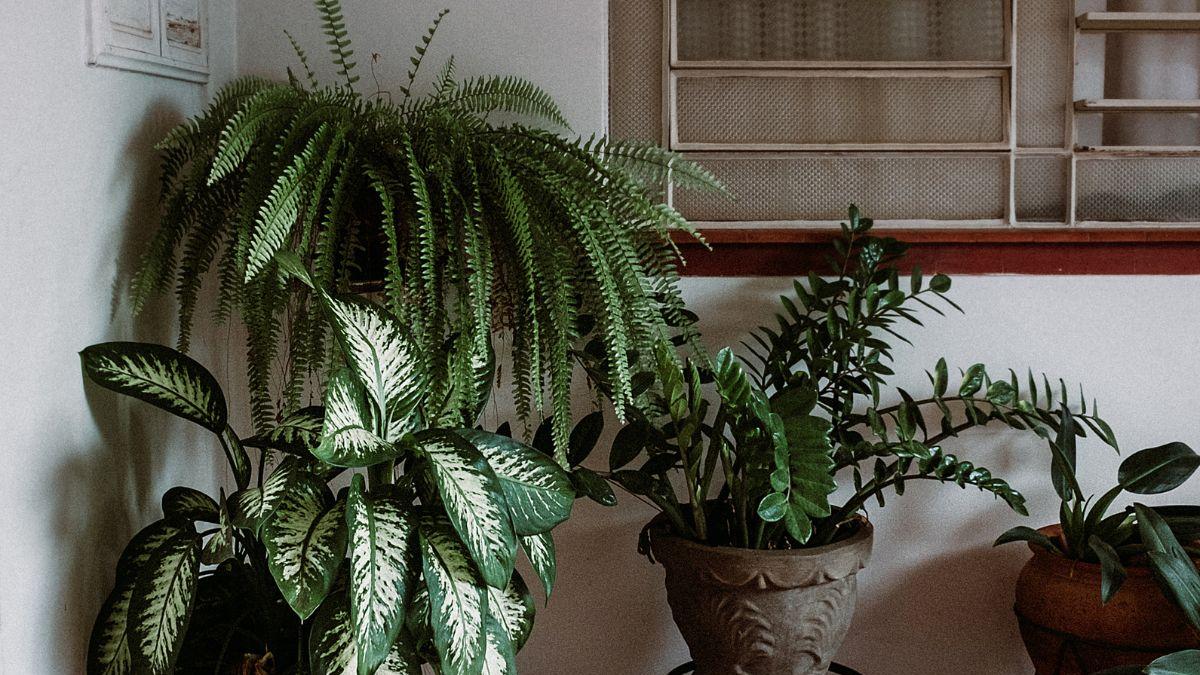 <![CDATA[¿Sin ventanas? 5 plantas de interior que crecen sin luz y son casi inmortales]]>