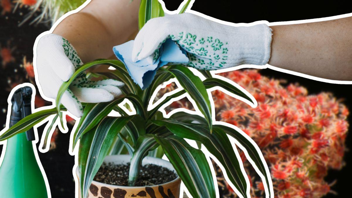 <![CDATA[¿Hojas con telarañas? Descubre ¿cómo eliminar la plaga de araña roja en casa?]]>