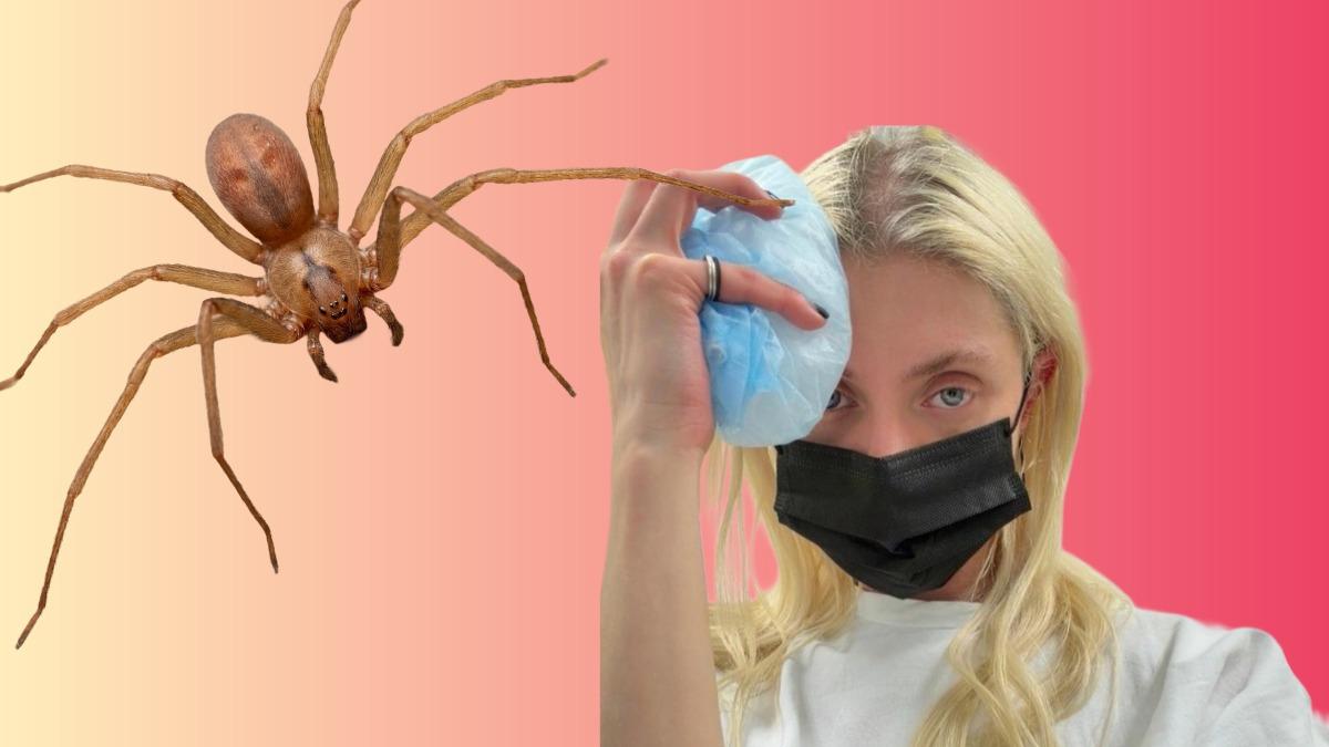 <![CDATA[Tipos de arañas venenosas que hay en CDMX, ¿cuál mordió a Taylor Momsen?]]>