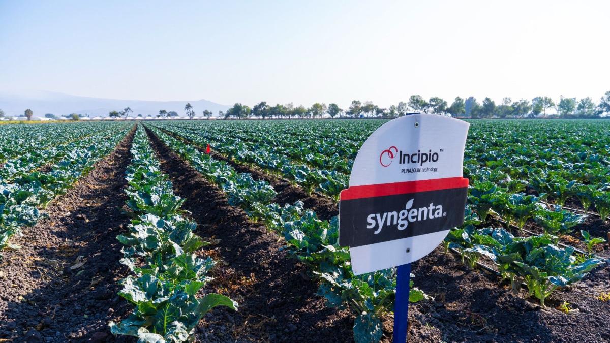 <![CDATA[Syngenta acerca innovación y tecnología al campo mexicano con el lanzamiento de Incipio®]]>