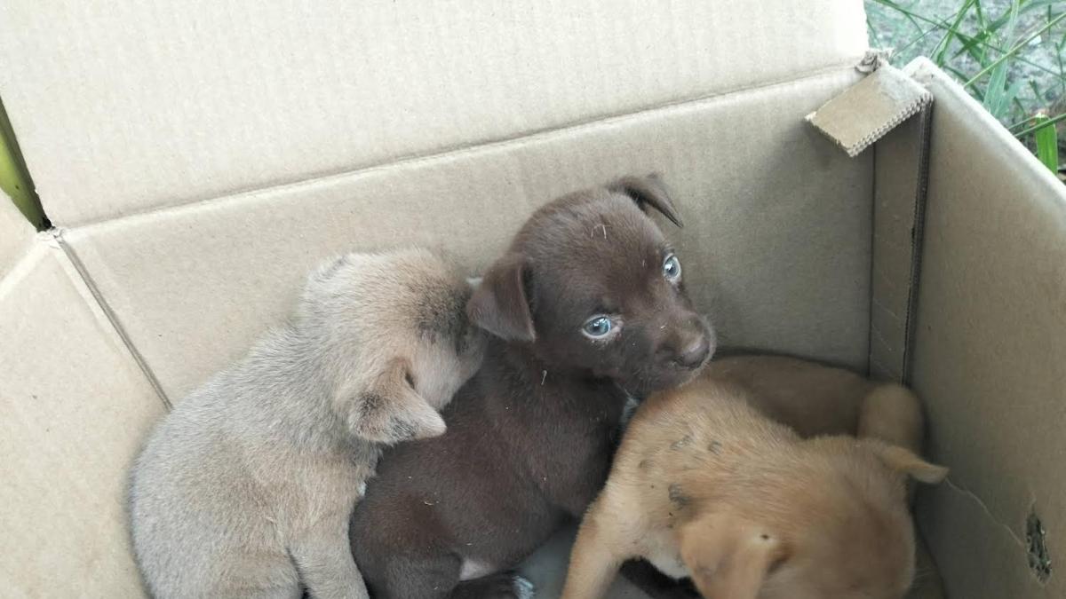 <![CDATA[Piden animalistas campañas de prevención sobre gusano barrenador]]>