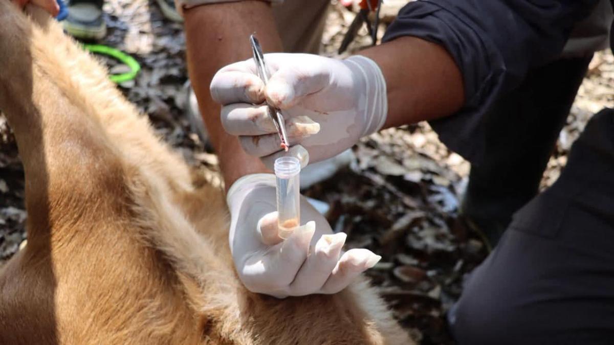 <![CDATA[Alerta en Hidalgo: gusano barrenador ya afecta a más de la mitad del estado]]>