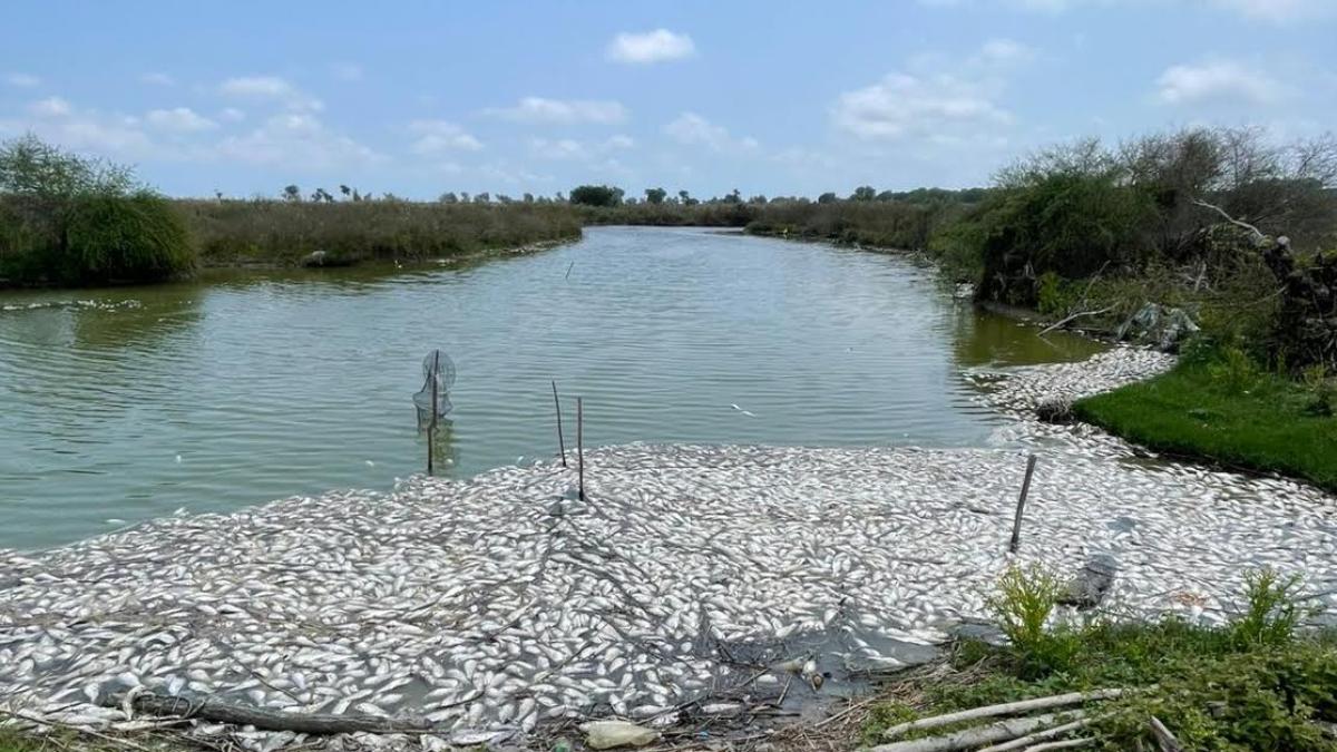 <![CDATA[Indagan muerte de 2 toneladas de peces en Tamaulipas]]>
