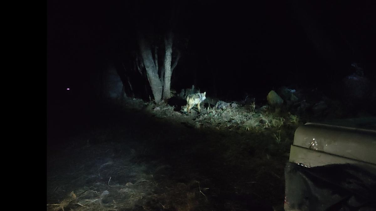 <![CDATA[El lobo mexicano reclama su trono: liberan a hembra en Chihuahua]]>