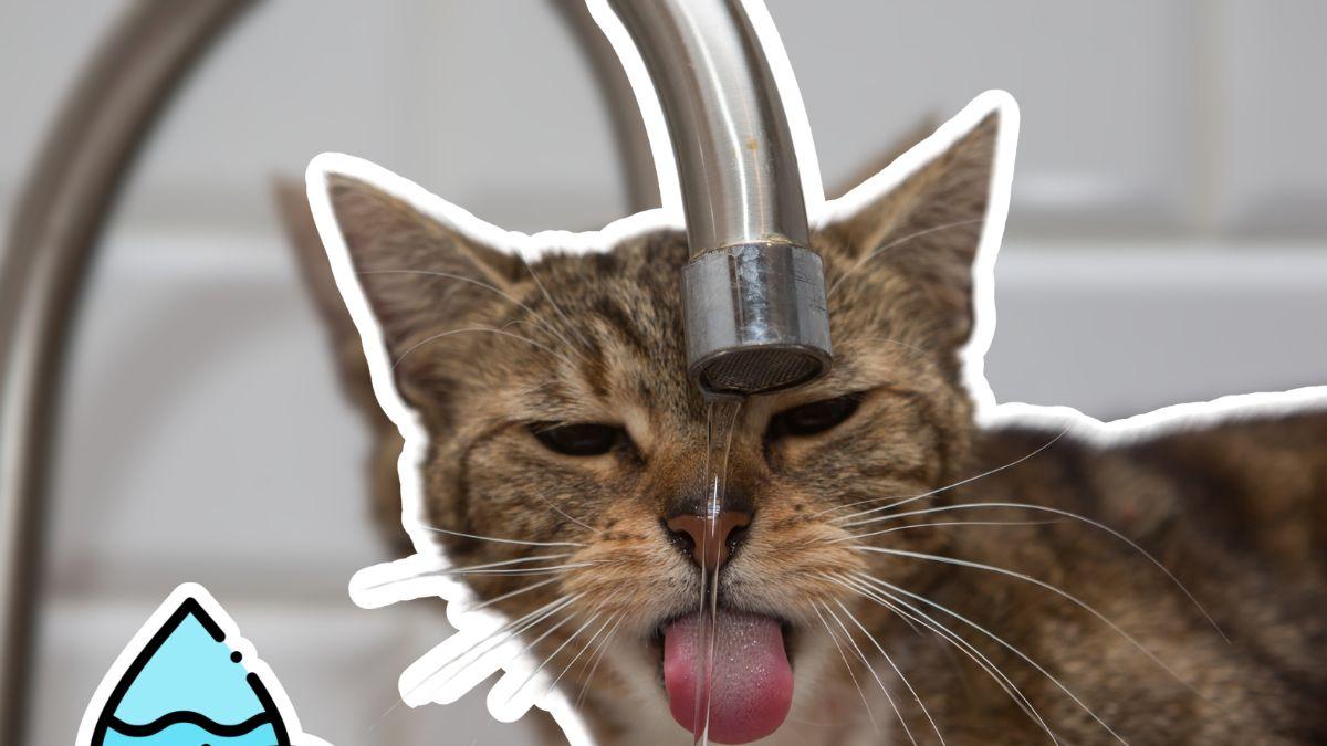 <![CDATA[Señales de deshidratación en gatos ¡Así puedes detectarlas antes de que sea un problema grave!]]>