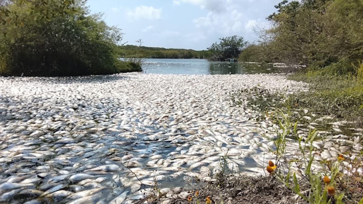 <![CDATA[Mezcla de agua dulce con salada mató a miles de peces en Tamaulipas y Veracruz]]>