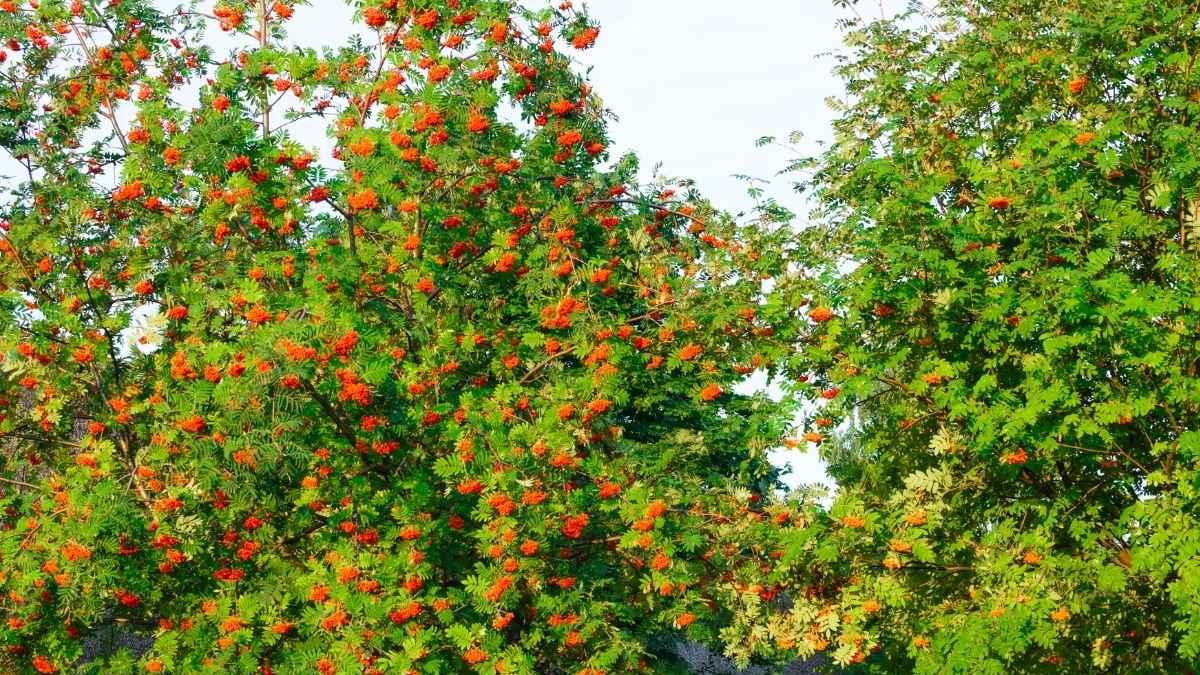 <![CDATA[La distancia ideal para plantar árboles frutales en casa]]>