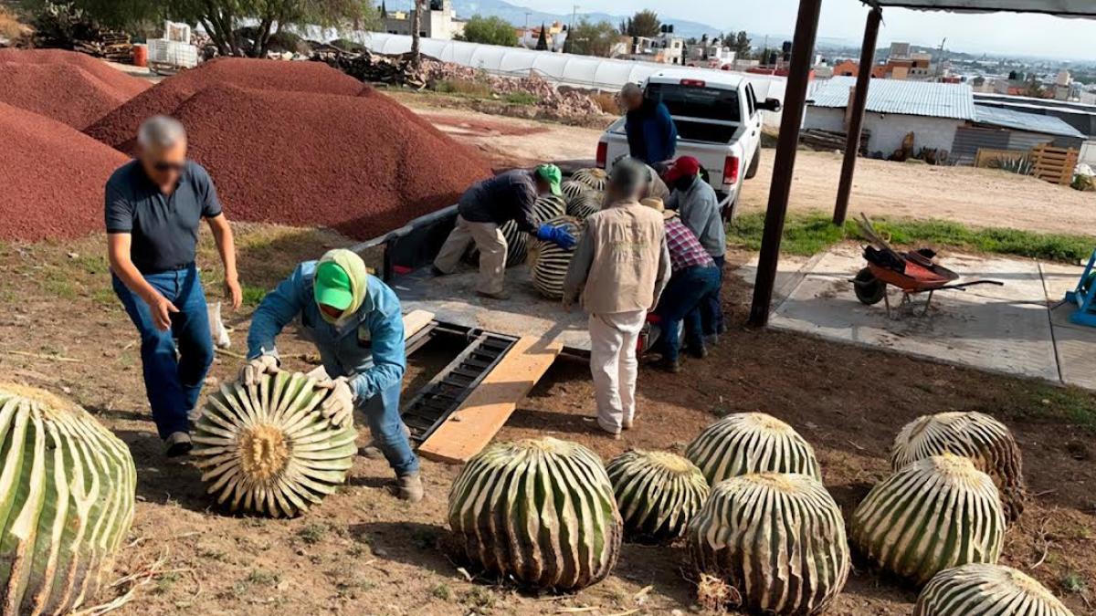 <![CDATA[Aseguran 33 ejemplares de Biznaga Burra en Hidalgo, utilizada ilegalmente para elaborar acitrón]]>