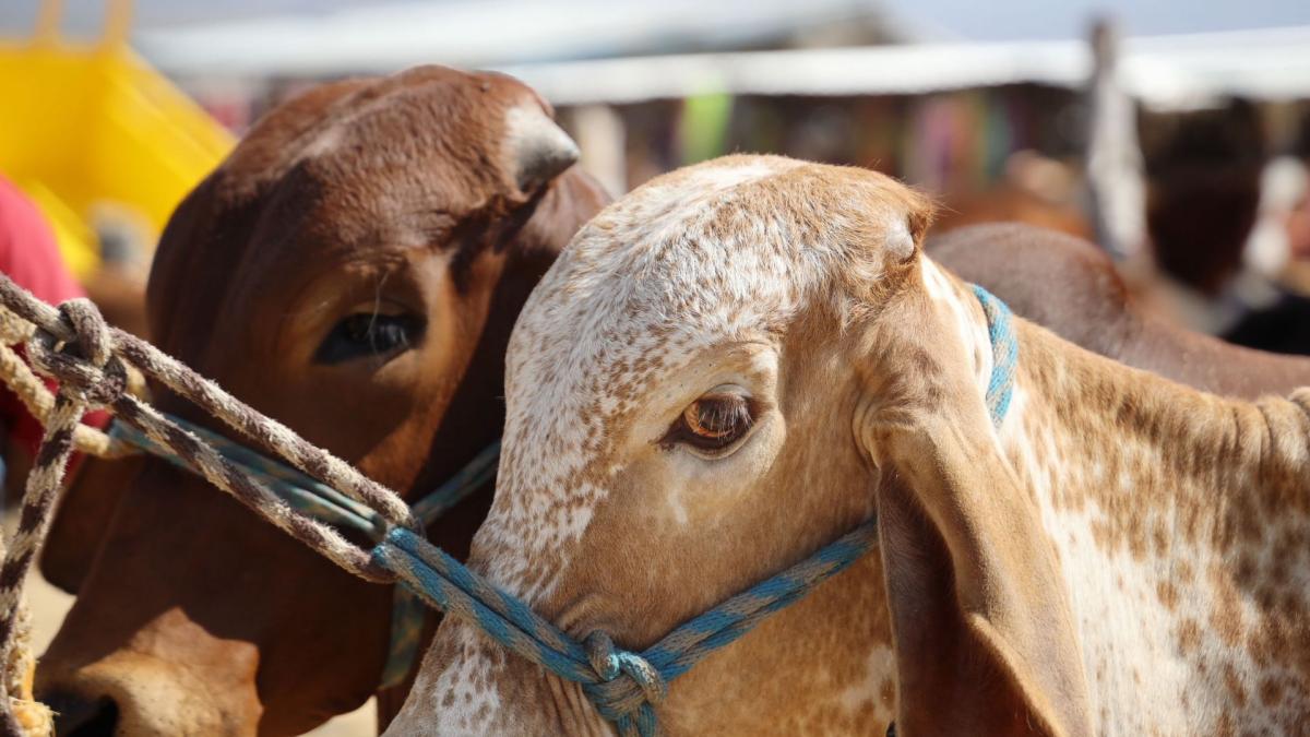 <![CDATA[Refuerzan estrategia contra gusano barrenador; instalan más de 576 mil trampas]]>