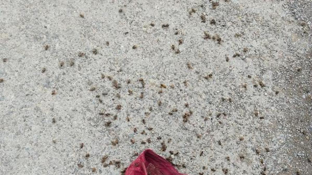 <![CDATA[Abejas africanas atacan a abuelito en Tamaulipas]]>