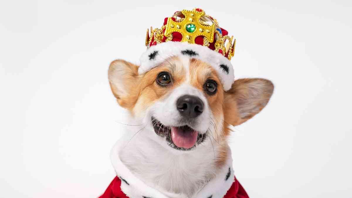 <![CDATA[¿Qué pasó con los perros corgi de la Reina Isabel II? Los verdaderos herederos de la corona inglesa]]>