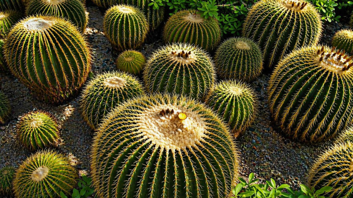 <![CDATA[La biznaga burra: crece de uno a dos centímetros al año; por esto es tan valiosa]]>