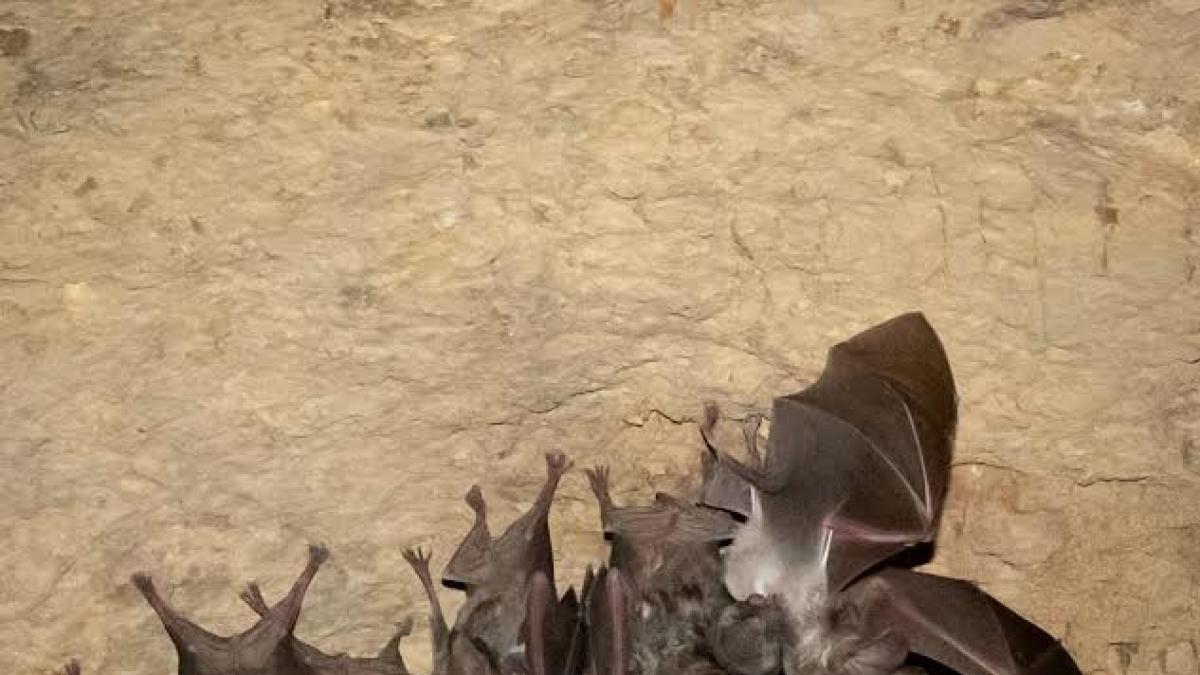 <![CDATA[Se recupera colonia de murciélago orejón mexicano en Puebla]]>