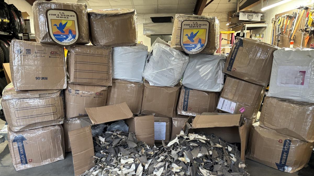 <![CDATA[Decomisan 50 mil aletas de tiburón con valor de un millón de dólares; iban a China]]>