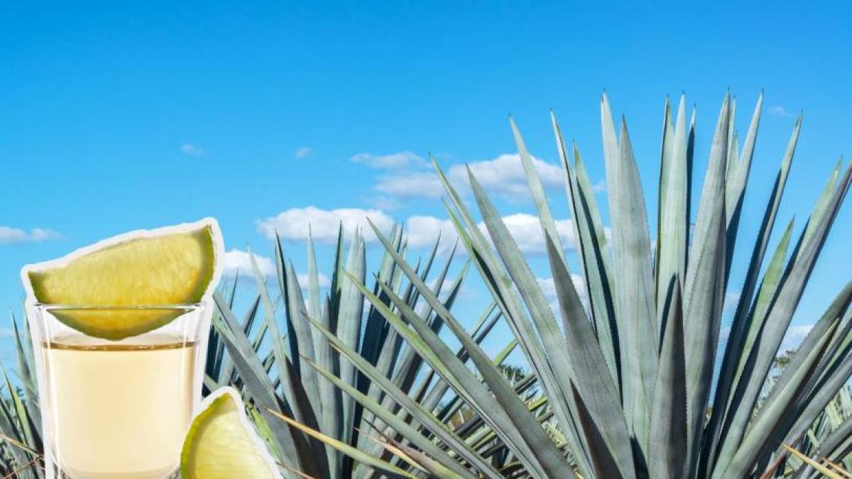 <![CDATA[!Salud! Por unanimidad, Senado aprueba el Día Nacional del Tequila]]>