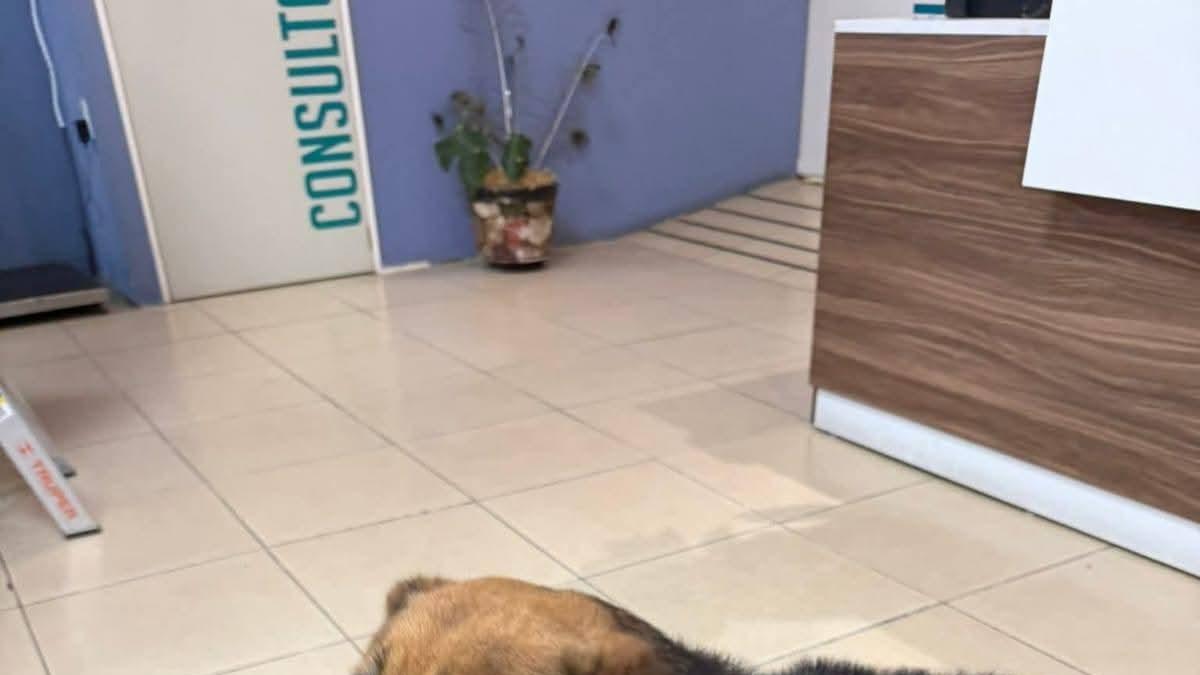 <![CDATA[Sujeto es condenado a tres años de cárcel por maltratar a perrita, pero no irá a prisión]]>